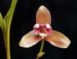 Lycaste macrophylla var. litensis