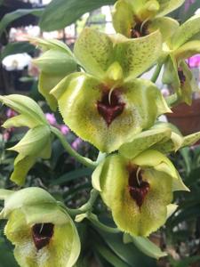 Catasetum expansum