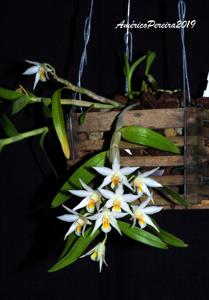 Dendrobium sutepense