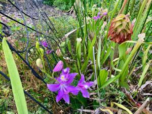 Calopogon tuberosus var. tuberosus