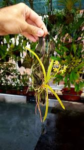 Vanda testacea