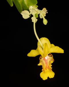 Lockhartia lunifera