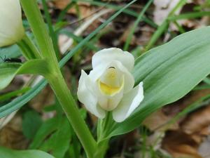 Cephalanthera damasonium