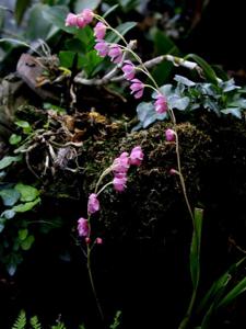 Oncidium strictum