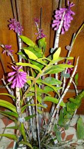 Dendrobium roseipes