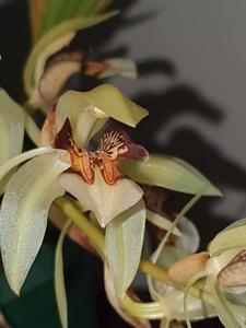 Coelogyne assamica
