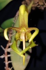 Bulbophyllum megalanthum