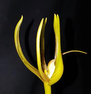 Bulbophyllum megalanthum