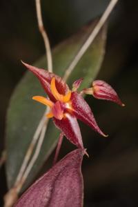 Lepanthes antilocapra