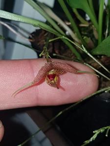 Scaphosepalum swertiifolium