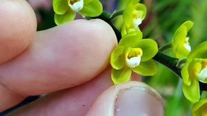 Chiloschista lindstroemii