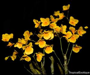 Dendrobium braianense