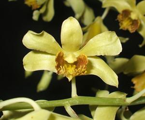 Dendrobium venustum