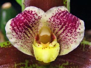Lycaste xanthocheila