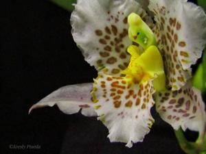 Rhynchostele aptera