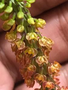 Crepidium versicolor