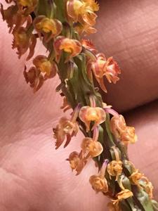 Crepidium versicolor