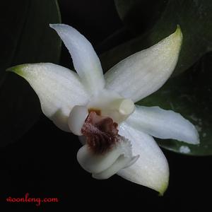 Dendrobium daimandaui