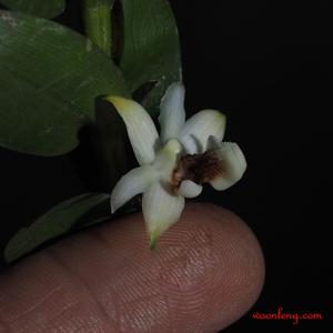 Dendrobium daimandaui