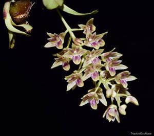 Dendrobium porphyrochilum