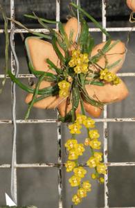 Chiloschista nakornpanomensis