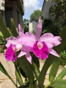 Cattleya lobata