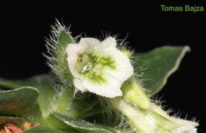 Lankesterella ceracifolia