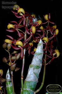 Mormodes tapoayensis