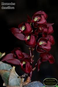 Mormodes densiflora