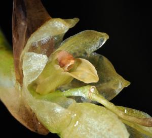 Pholidota camelostalix var. camelostalix