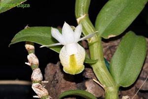 Dendrobium trinervium