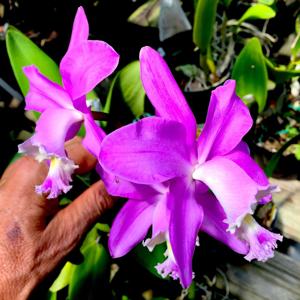 Cattleya loddigesii