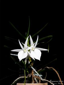Angraecum didieri