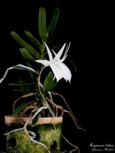 Angraecum didieri