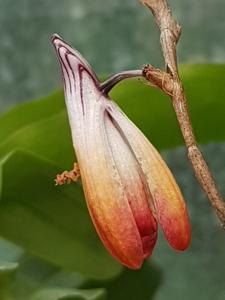 Dendrobium cinnabarinum var. angustitepalum