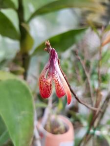 Dendrobium cinnabarinum var. angustitepalum