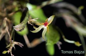 Lepanthes hexapus