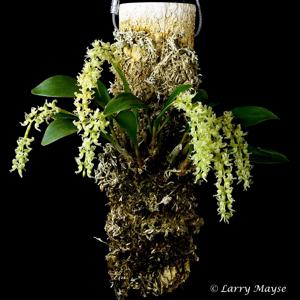 Coelogyne cootesii