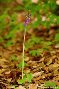 Orchis spitzelii