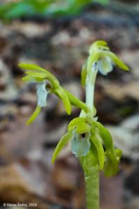 Corallorhiza trifida