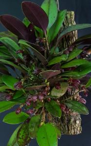 Zootrophion gracilentum