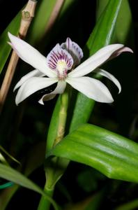 Prosthechea baculus