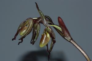 Paphiopedilum intaniae