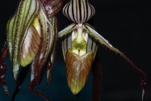 Paphiopedilum intaniae