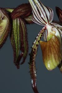 Paphiopedilum intaniae