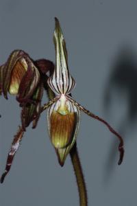 Paphiopedilum intaniae
