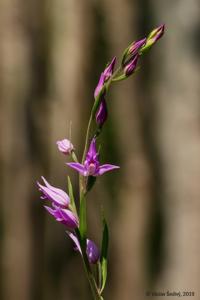 Cephalanthera rubra
