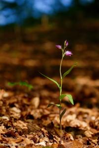 Cephalanthera rubra