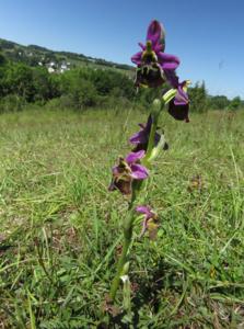 Ophrys fuciflora
