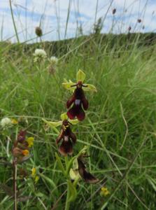 Ophrys insectifera